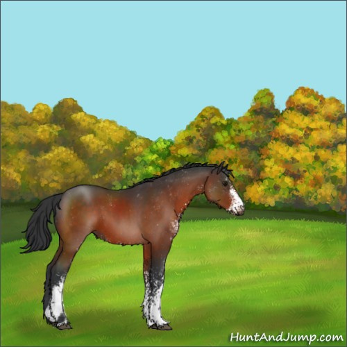 Horse Color:Brown Sabino 
