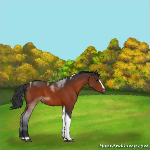 Horse Color:Bay Sabino Tobiano 