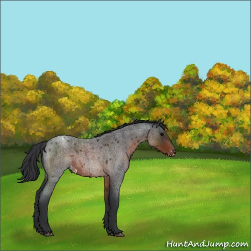 Horse Color:Brown Roan Appaloosa 