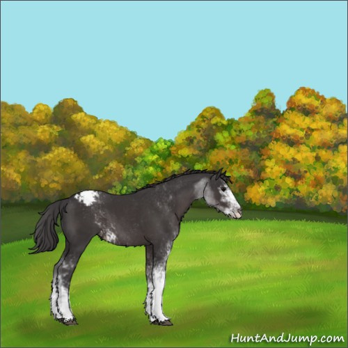 Horse Color:Smoky Black Sabino Appaloosa 