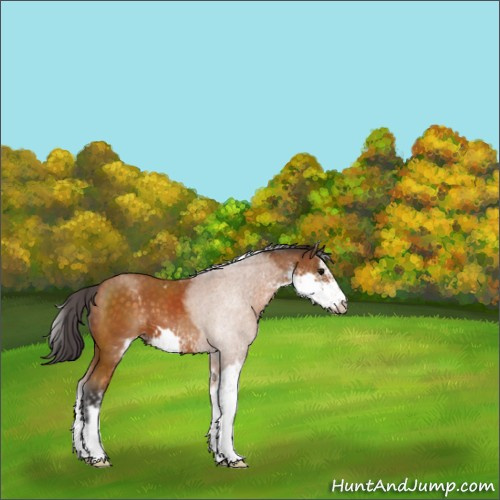Horse Color:Buckskin Sabino 