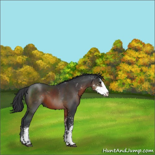 Horse Color:Brown Sabino 