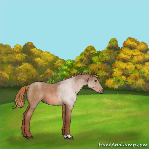 Horse Color:Red Roan 