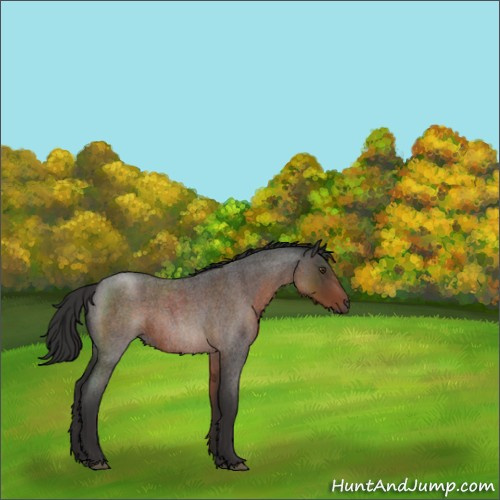 Horse Color:Liver Red Roan Sabino Rabicano 