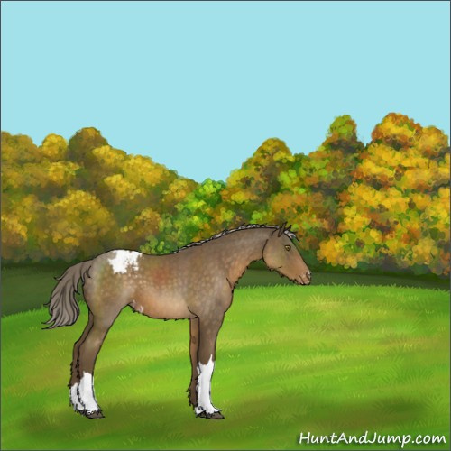 Horse Color:Chocolate Palomino Roan Appaloosa 