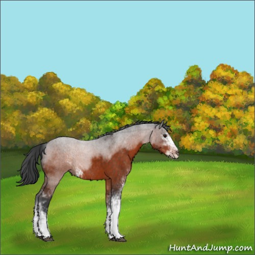 Horse Color:Brown Sabino 