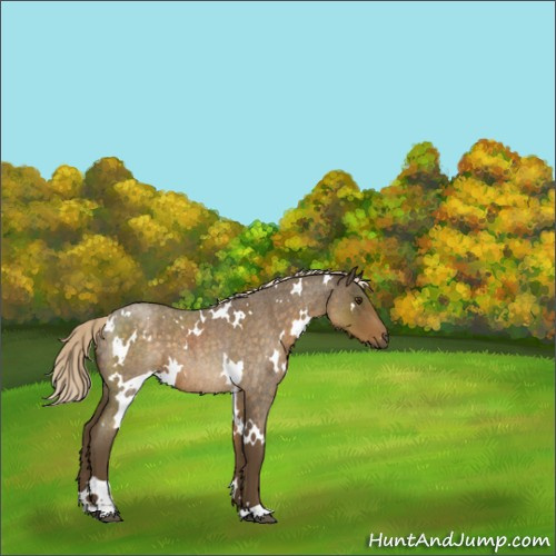Horse Color:White Spotted Chocolate Palomino Roan 