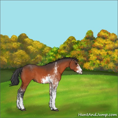 Horse Color:Bay Sabino 