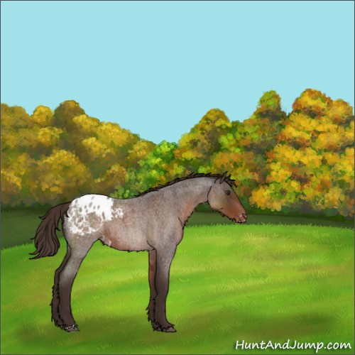 Horse Color:Liver Red Roan Appaloosa 