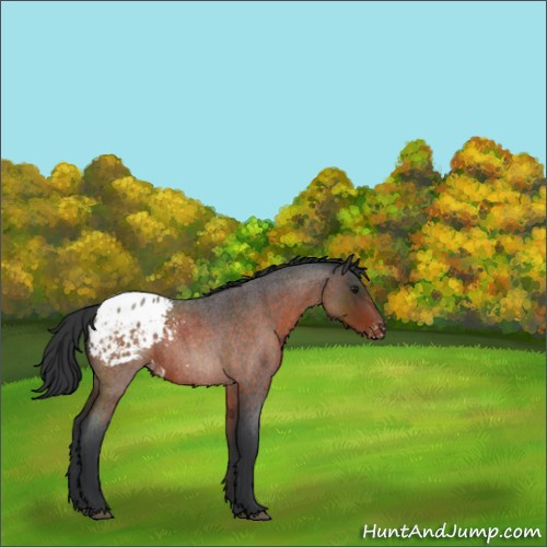 Horse Color:Brown Roan Sabino Appaloosa 