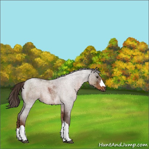 Horse Color:Liver Red Roan 