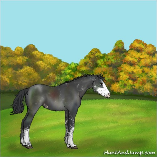Horse Color:Black Sabino Appaloosa 