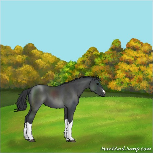 Horse Color:Blue Roan 