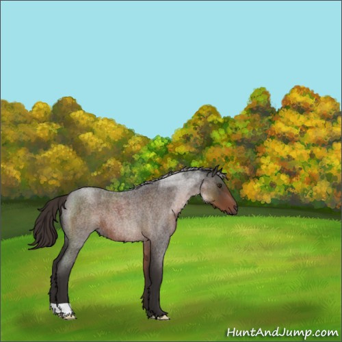 Horse Color:Liver Red Roan 