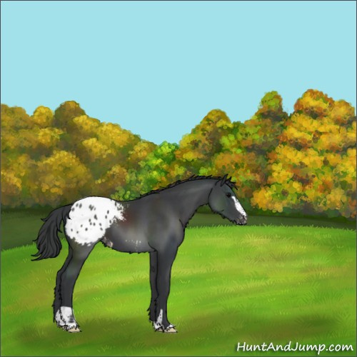 Horse Color:Black Sabino Appaloosa 