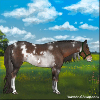 Horse Color:White Spotted Liver Chestnut Tobiano 