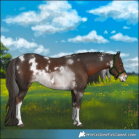 Horse Color:White Spotted Liver Chestnut Tobiano 
