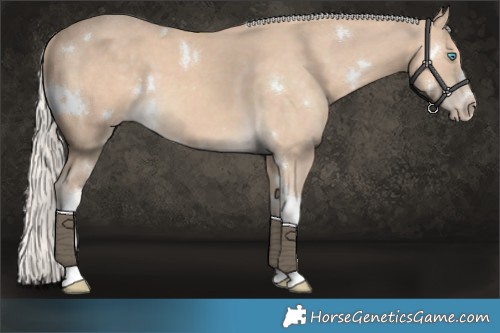 Horse Color:White Spotted Cremello Tobiano 