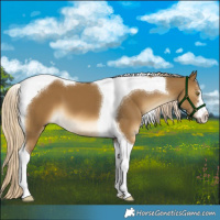 Horse Color:Chocolate Palomino Dun Tobiano 