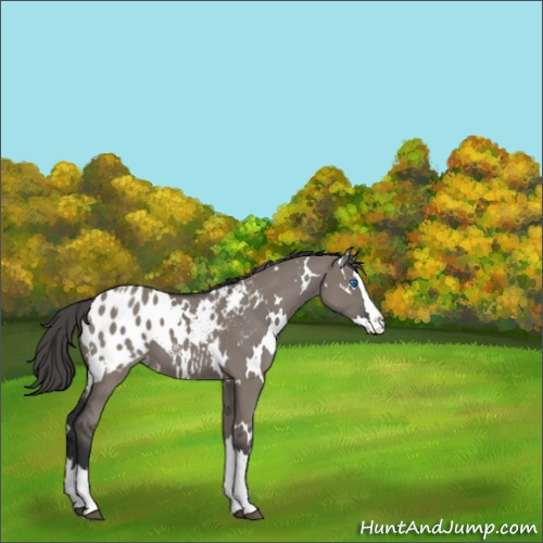 Horse Color:White Spotted Grullo Sabino Splash Appaloosa 