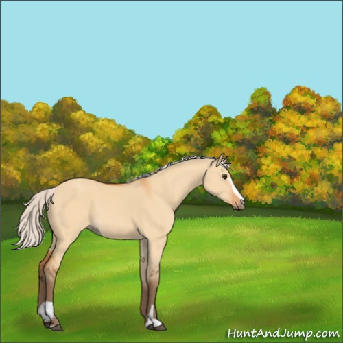 Horse Color:Silver Bay Dun Sabino 