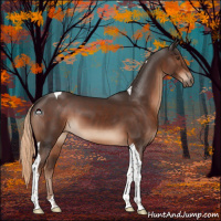 Horse Color:Liver Chestnut Tobiano 