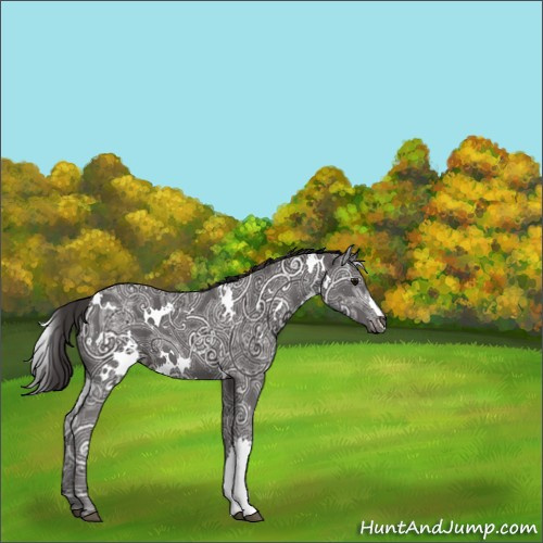 Horse Color:White Spotted Smoky Black Ice 
