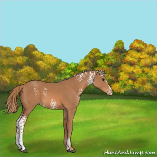 Horse Color:White Spotted Chestnut Sabino Appaloosa 