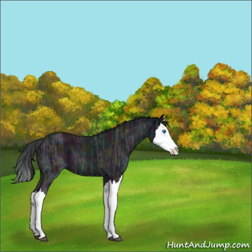 Horse Color:Midnight Black Ice Splash 
