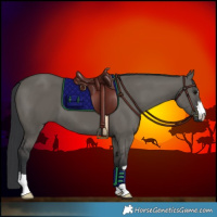 Horse Color:Grullo 