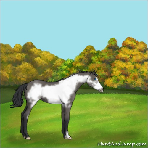 Horse Color:Grullo Frame 