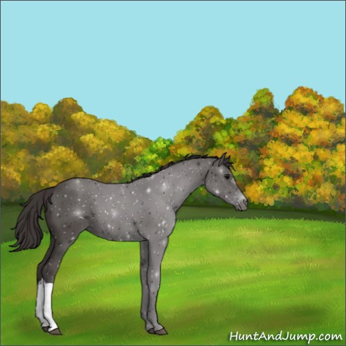 Horse Color:Smoky Black 
