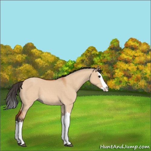 Horse Color:Bay Dun Splash 
