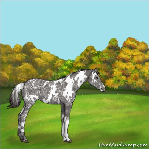 Horse Color:White Spotted Smoky Black Ice 