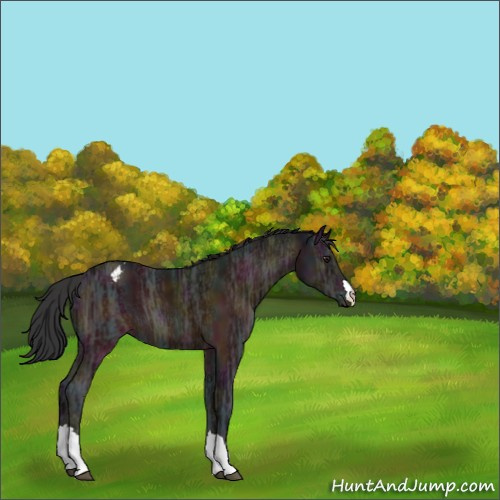 Horse Color:Midnight Brown Ice Appaloosa 