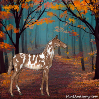 Horse Color:White Spotted Chestnut Appaloosa 