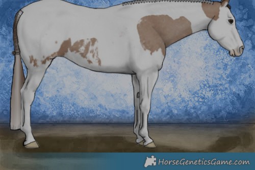 Horse Color:Classic Champagne Splash Tobiano Appaloosa 