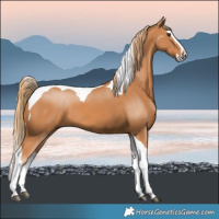 Horse Color:Chestnut Splash Tobiano 
