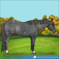 Horse Color:Black Appaloosa Rabicano 