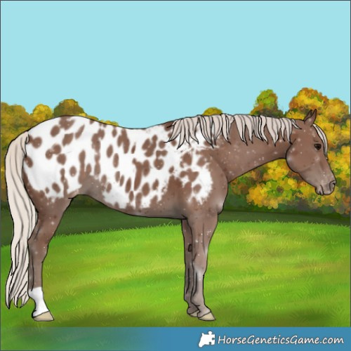 Horse Color:Silver Black Appaloosa