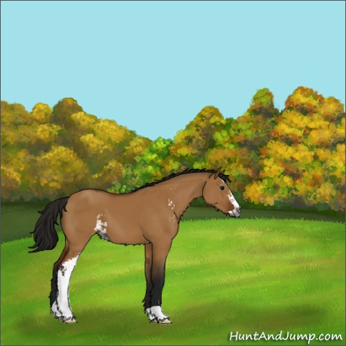 Horse Color:Gray Buckskin Dun Sabino 