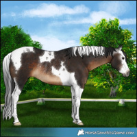 Horse Color:Gray Brown Splash Tobiano Rabicano