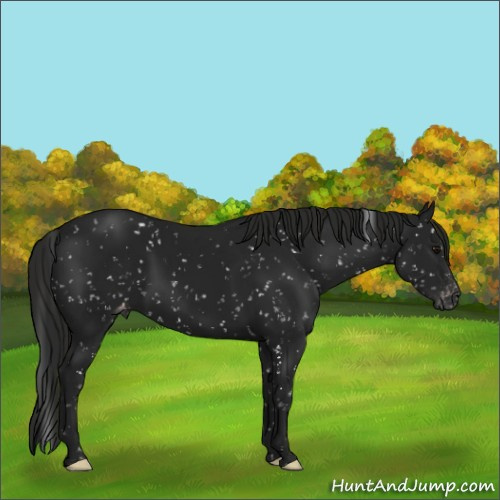 Horse Color:Gray Black Appaloosa