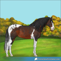 Horse Color:Brown Splash Tobiano