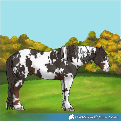 Horse Color:Unknown 