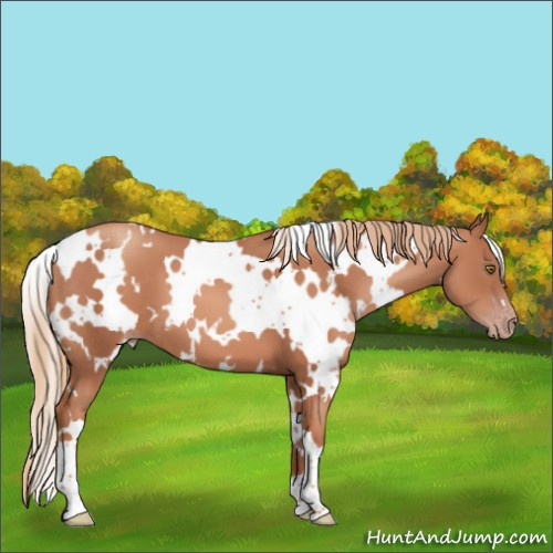 Horse Color:White Spotted Gold Champagne 