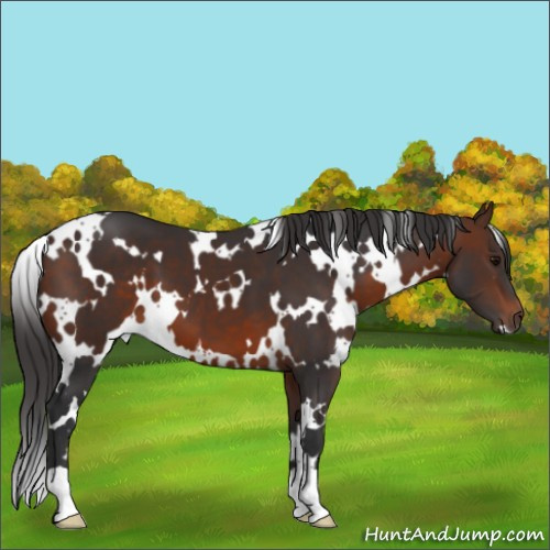 Horse Color:White Spotted Brown 