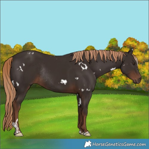 Horse Color:White Spotted Liver Chestnut Rabicano 
