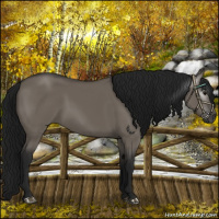 Horse Color:Gray Grullo 