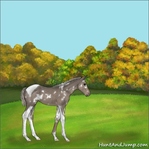 Horse Color:White Spotted Silver Grullo Tobiano 